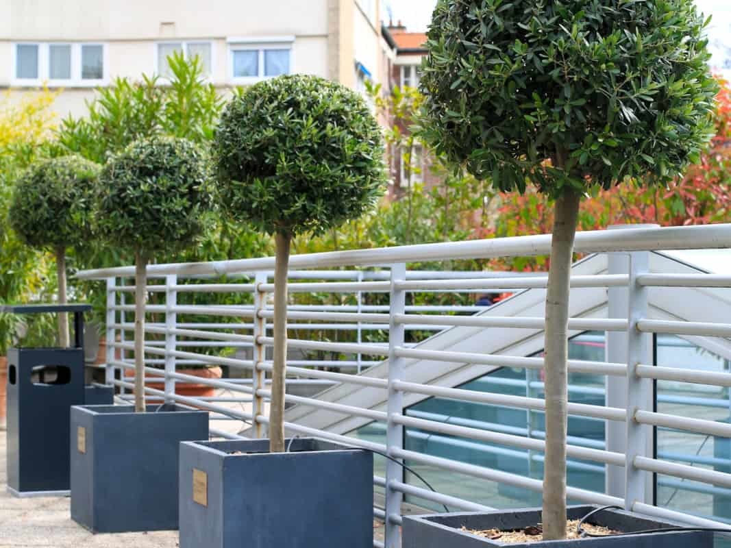 location e plantes pour les entreprises