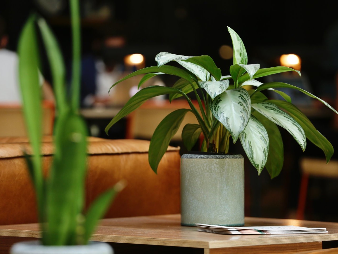 location de plantes en entreprise, la solution pour le bien-être de vos collaborateurs