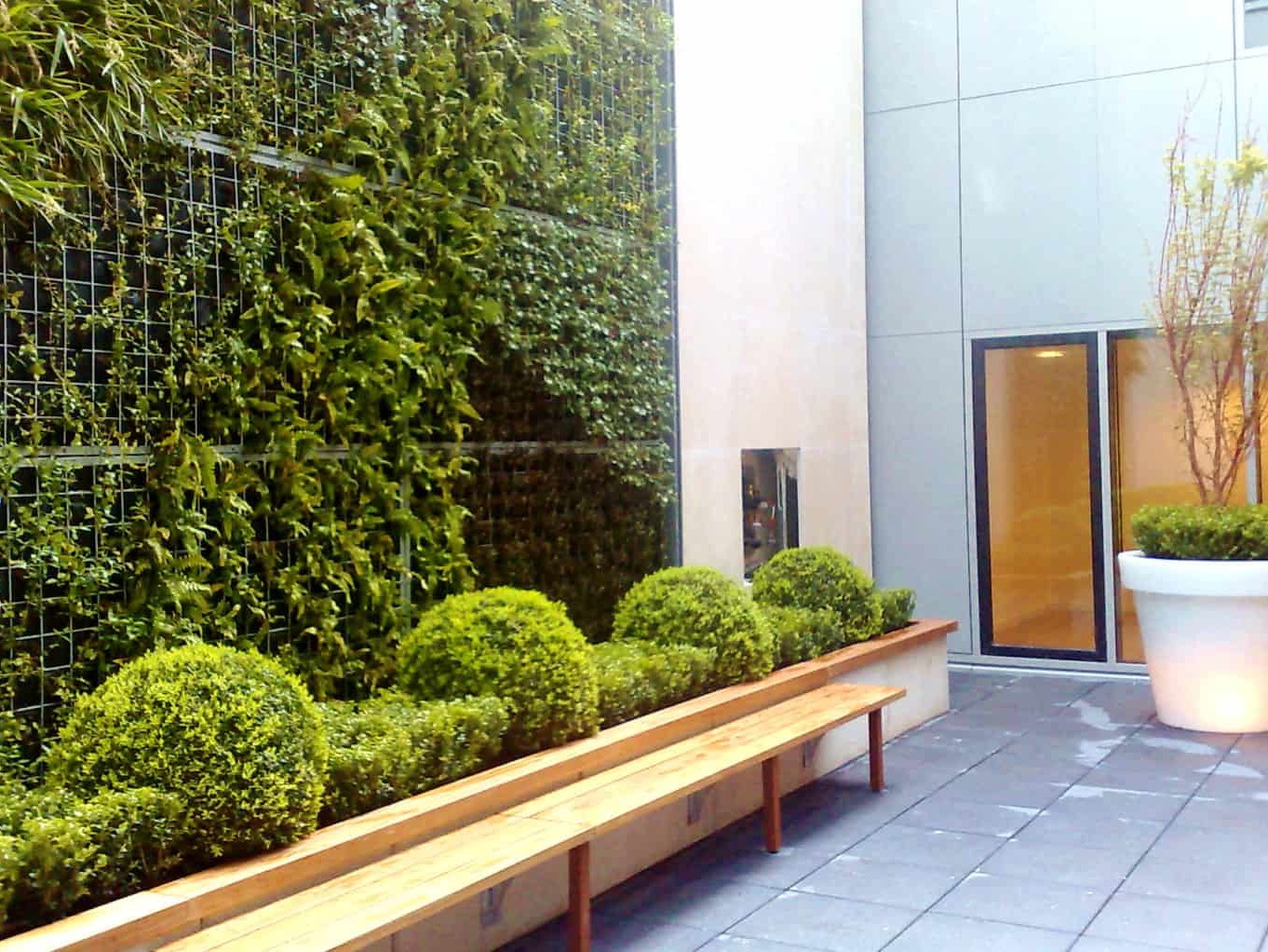 Mur végétal avec plantes naturelles